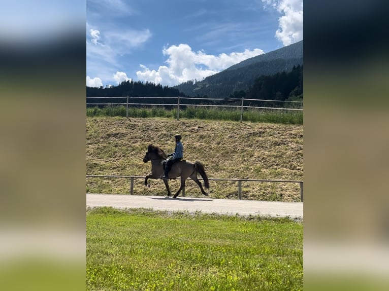 Icelandic Horse Gelding 9 years 13,3 hh Dun in Inzing