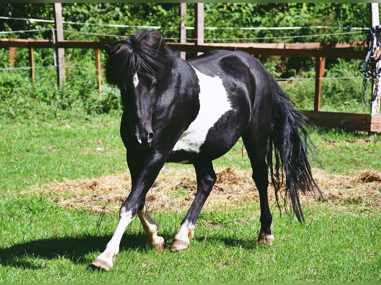 Icelandic Horse Gelding 9 years 13 hh Pinto in Bruchmühlbach-Miesau