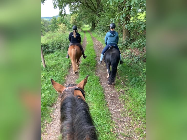 Icelandic Horse Gelding 9 years 13 hh Pinto in Bruchmühlbach-Miesau