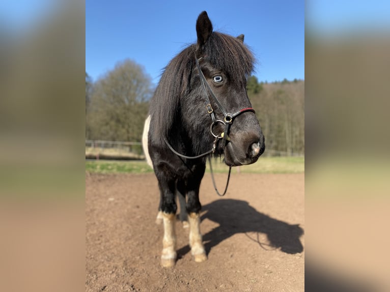 Icelandic Horse Gelding 9 years 13 hh Pinto in Bruchmühlbach-Miesau