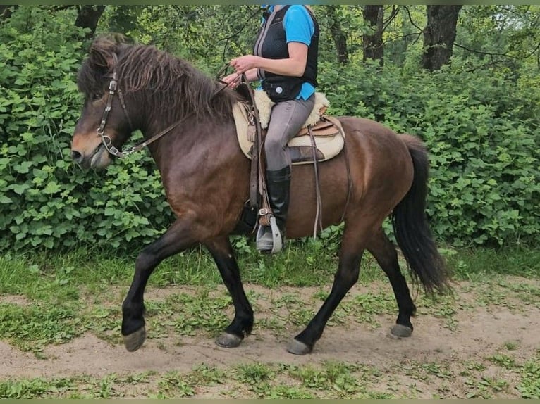 Icelandic Horse Gelding 9 years 13,1 hh Brown in Westerburg
