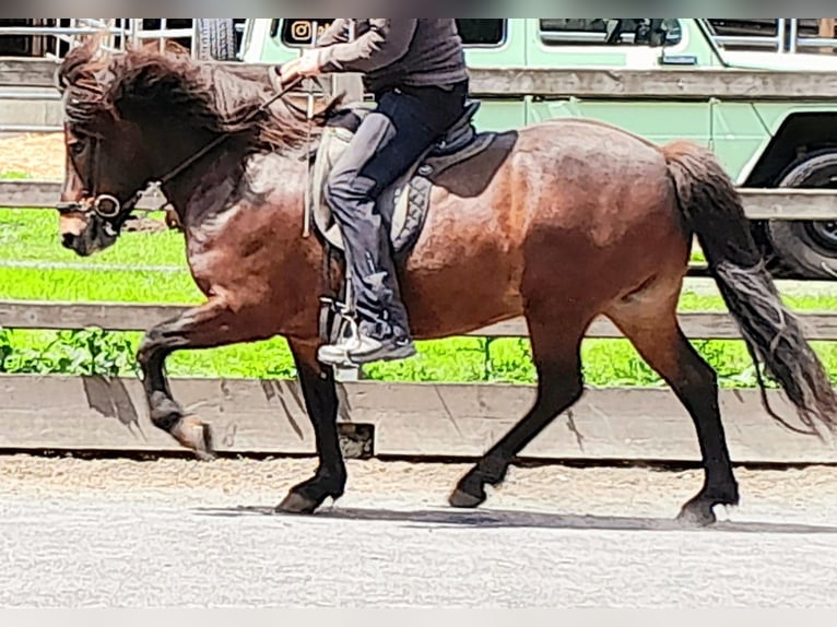 Icelandic Horse Gelding 9 years 13,1 hh Brown in Westerburg