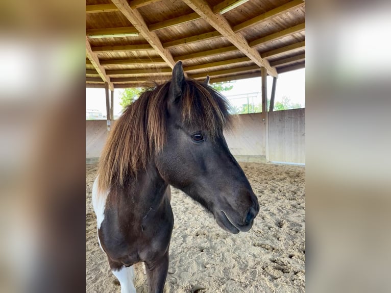 Icelandic Horse Gelding 9 years 13,1 hh Pinto in Henau