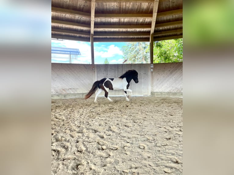 Icelandic Horse Gelding 9 years 13,1 hh Pinto in Henau