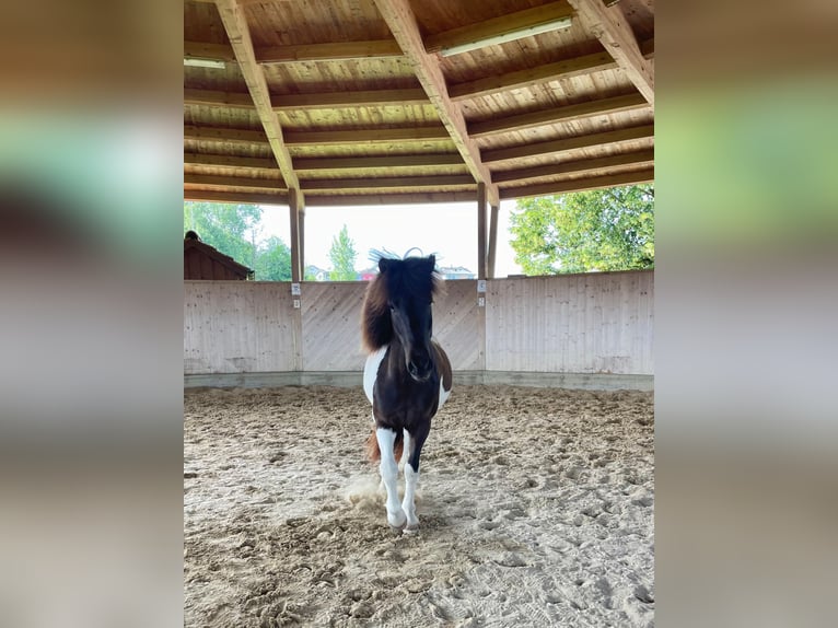 Icelandic Horse Gelding 9 years 13,1 hh Pinto in Henau