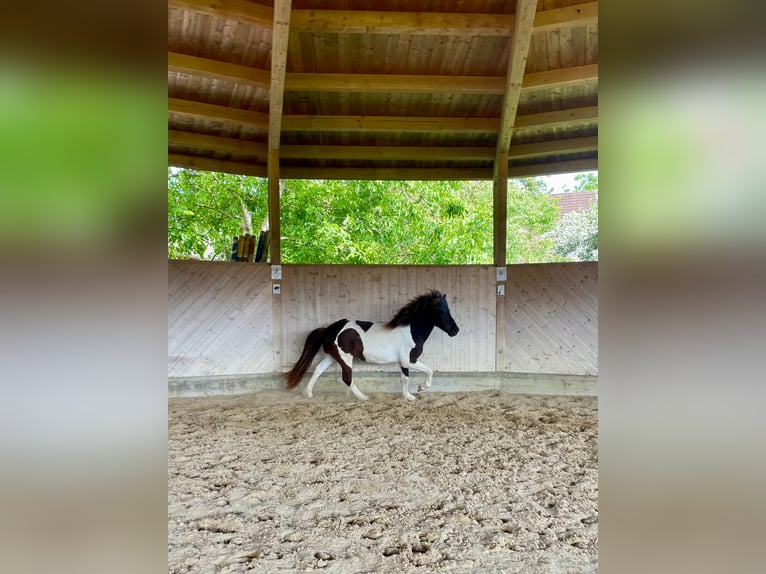 Icelandic Horse Gelding 9 years 13,1 hh Pinto in Henau