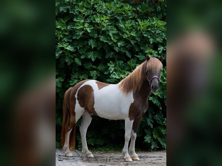 Icelandic Horse Gelding 9 years 13,1 hh Pinto in Henau