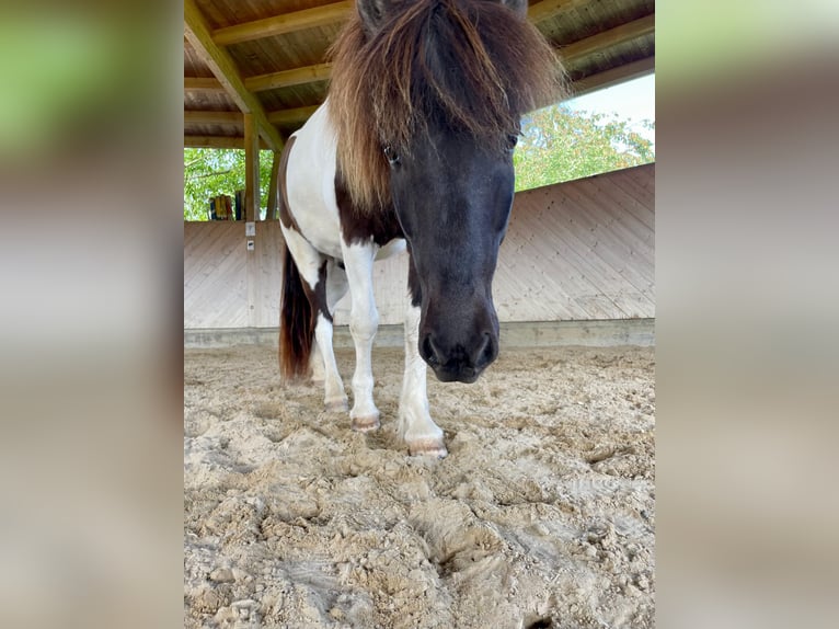 Icelandic Horse Gelding 9 years 13,1 hh Pinto in Henau