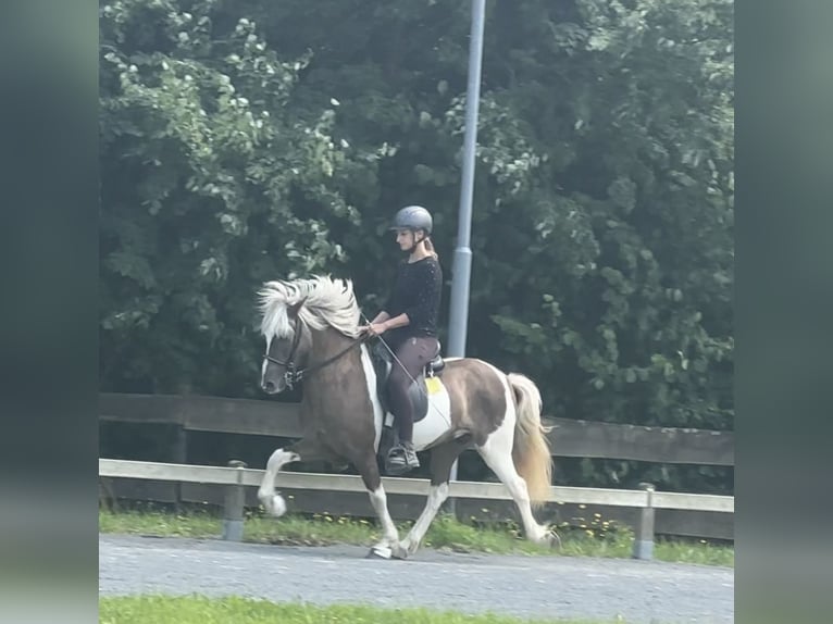 Icelandic Horse Gelding 9 years 13,1 hh Pinto in Lindlar