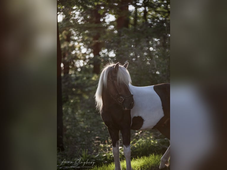 Icelandic Horse Gelding 9 years 13,1 hh Pinto in Lindlar