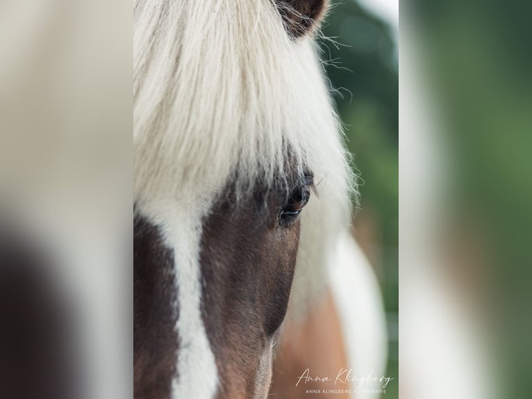 Icelandic Horse Gelding 9 years 13,1 hh Pinto in Lindlar