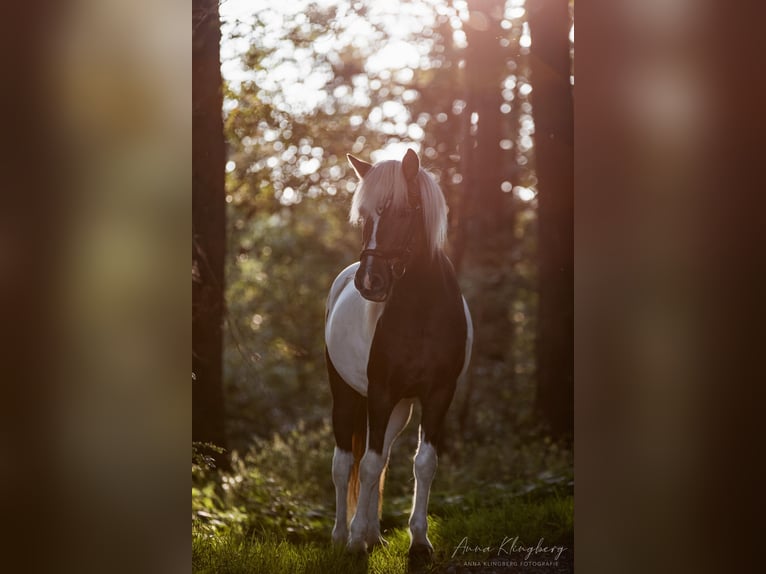 Icelandic Horse Gelding 9 years 13,1 hh Pinto in Lindlar