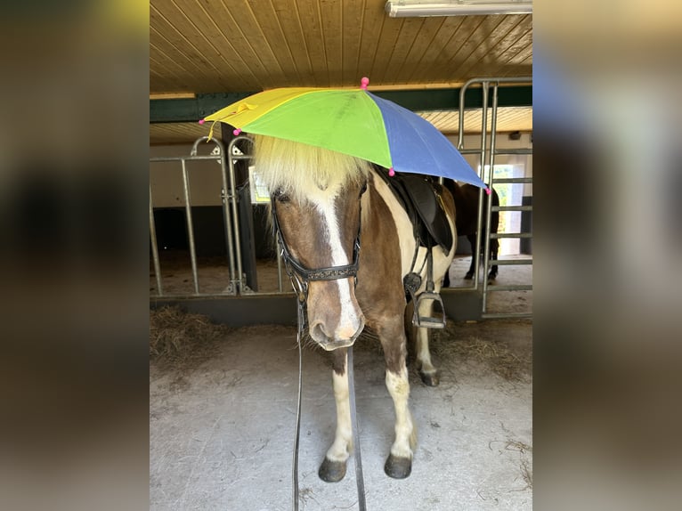 Icelandic Horse Gelding 9 years 13,1 hh Pinto in Lindlar