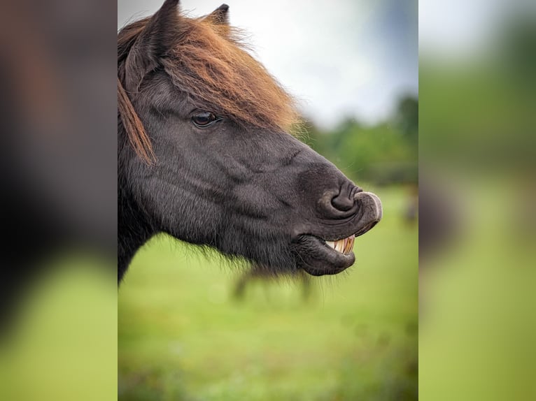 Icelandic Horse Gelding 9 years 13,2 hh Black in Aichtal