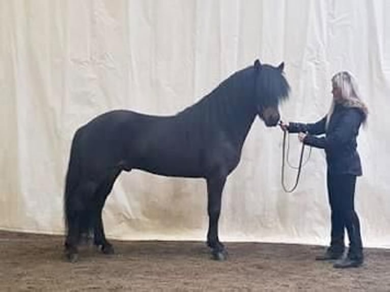Icelandic Horse Gelding 9 years 13,2 hh Brown in Goch
