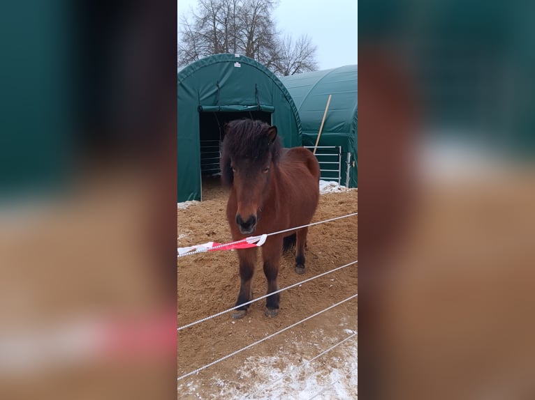 Icelandic Horse Gelding 9 years 13,2 hh Brown in Oldendorf