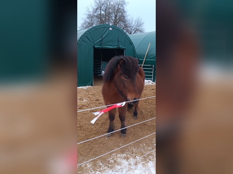 Icelandic Horse Gelding 9 years 13,2 hh Brown in Oldendorf