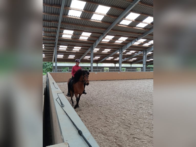 Icelandic Horse Gelding 9 years 13,2 hh Brown in Oldendorf