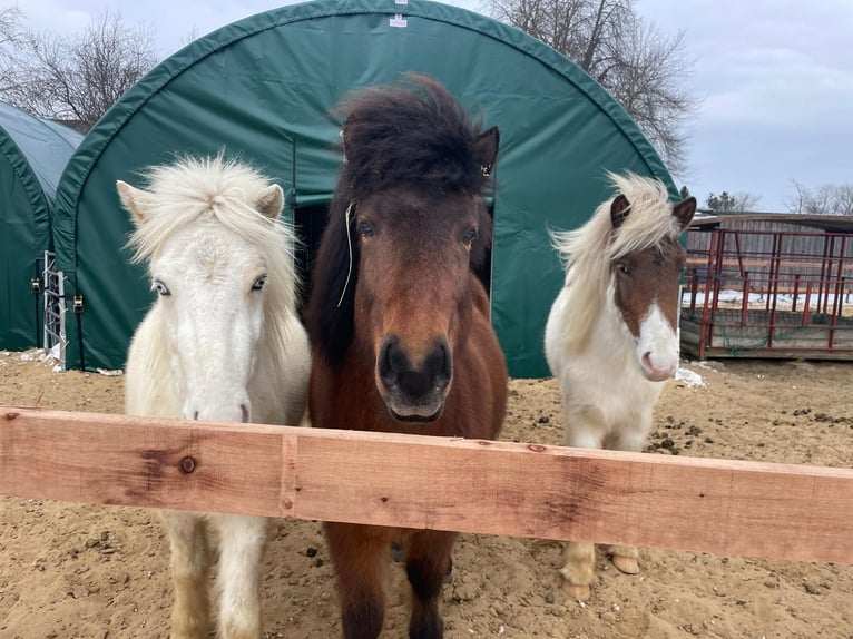 Icelandic Horse Gelding 9 years 13,2 hh Brown in Oldendorf