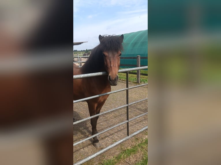Icelandic Horse Gelding 9 years 13,2 hh Brown in Oldendorf