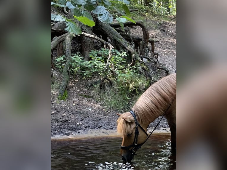 Icelandic Horse Gelding 9 years 13,2 hh Dun in NienhagenNienhagen