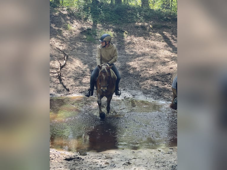 Icelandic Horse Gelding 9 years 13,2 hh Dun in NienhagenNienhagen