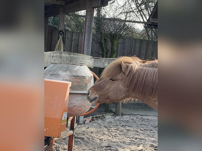 Icelandic Horse Gelding 9 years 13,2 hh Dun in NienhagenNienhagen