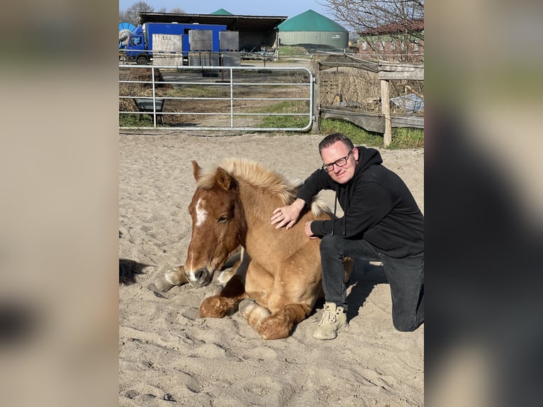 Icelandic Horse Gelding 9 years 13,2 hh Dun in NienhagenNienhagen