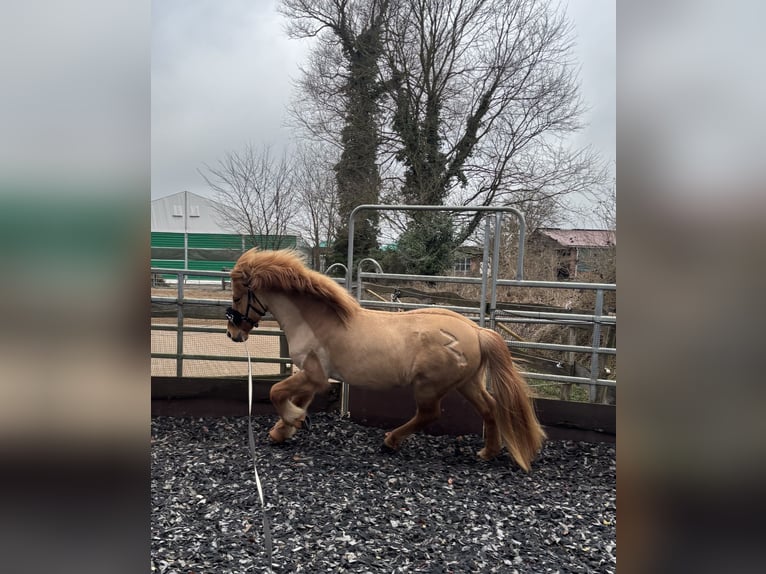Icelandic Horse Gelding 9 years 13,2 hh Dun in NienhagenNienhagen