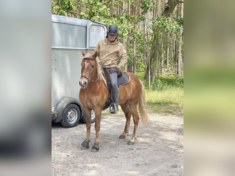 Icelandic Horse Gelding 9 years 13,2 hh Dun in NienhagenNienhagen