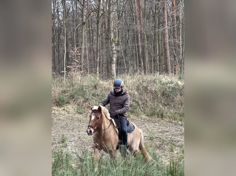 Icelandic Horse Gelding 9 years 13,2 hh Dun in NienhagenNienhagen