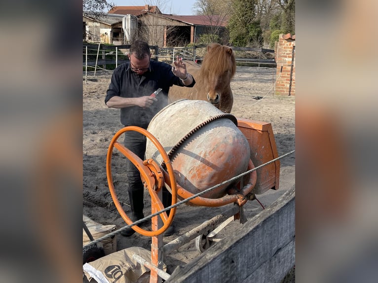 Icelandic Horse Gelding 9 years 13,2 hh Dun in NienhagenNienhagen