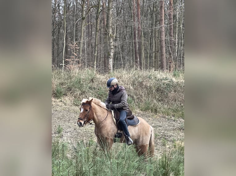 Icelandic Horse Gelding 9 years 13,2 hh Dun in NienhagenNienhagen