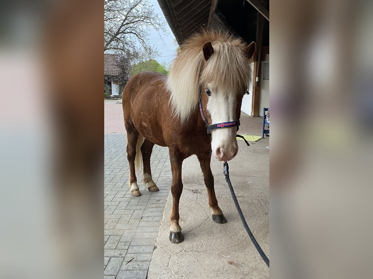 Icelandic Horse Gelding 9 years 13,3 hh Chestnut-Red in Melle