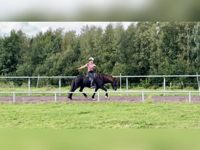 Icelandic Horse Gelding 9 years 14.1 hh Black in Soltau