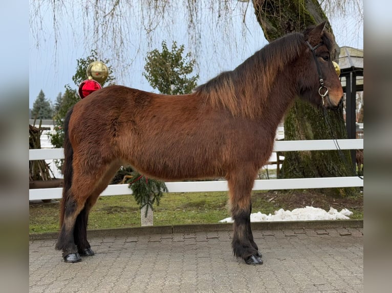 Icelandic Horse Gelding 9 years 14,1 hh Brown in Lochen am See