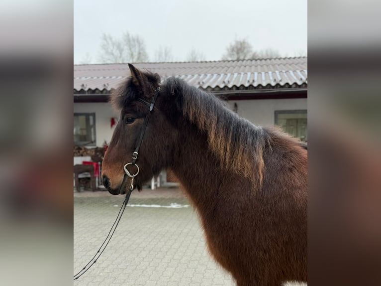 Icelandic Horse Gelding 9 years 14,1 hh Brown in Lochen am See