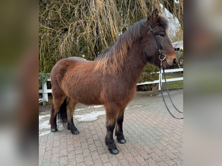 Icelandic Horse Gelding 9 years 14,1 hh Brown in Lochen am See