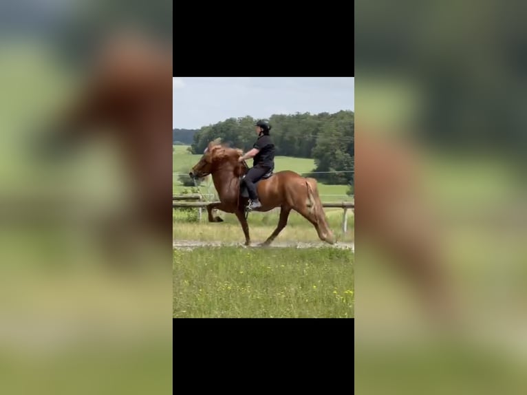 Icelandic Horse Gelding 9 years 14,1 hh Chestnut-Red in Saarbrücken