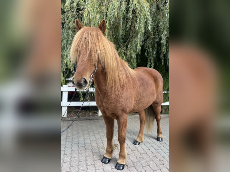 Icelandic Horse Gelding 9 years 14,1 hh Chestnut-Red in Lochen am See