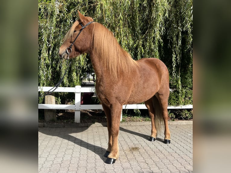 Icelandic Horse Gelding 9 years 14,1 hh Chestnut-Red in Lochen am See