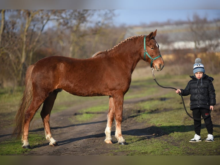 Icelandic Horse Mix Gelding 9 years 14,1 hh Chestnut-Red in Gyula