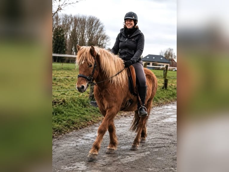 Icelandic Horse Gelding 9 years 14.1 hh Dun in Mönchengladbach