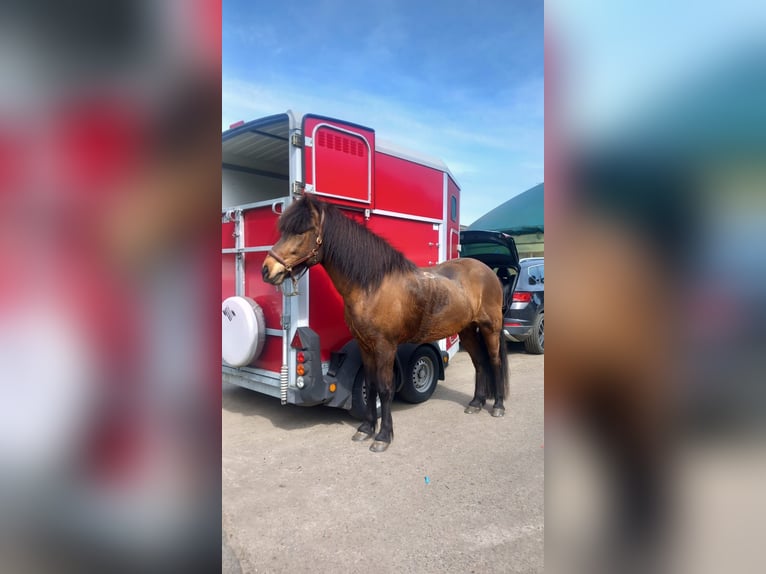 Icelandic Horse Gelding 9 years 14,2 hh in Langenberg
