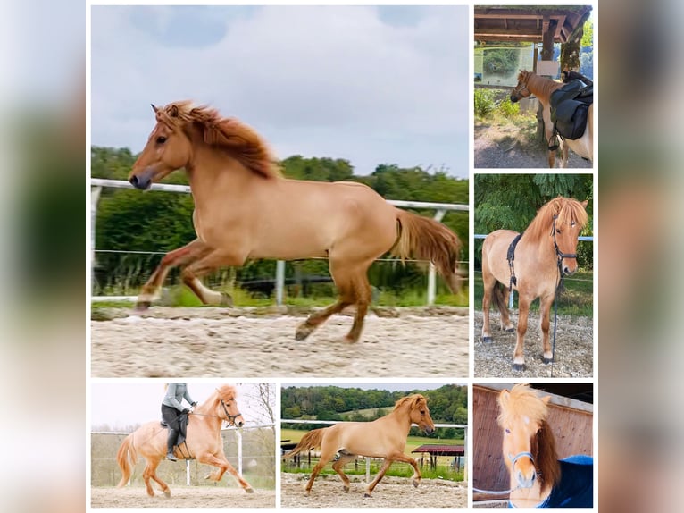 Icelandic Horse Gelding 9 years 14.3 hh Dun in Stuttgart