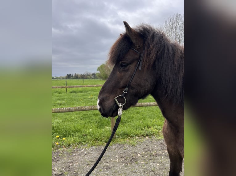 Icelandic Horse Gelding 9 years 14 hh Bay-Dark in Bücken