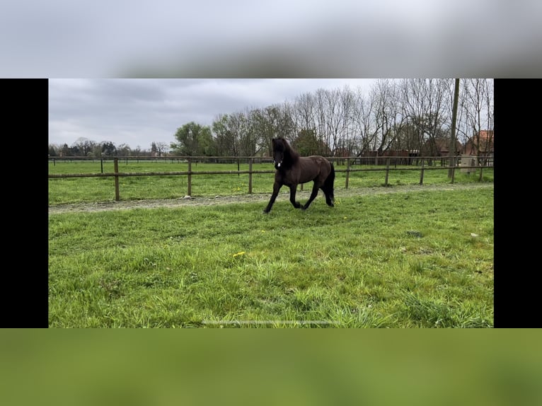 Icelandic Horse Gelding 9 years 14 hh Bay-Dark in Bücken