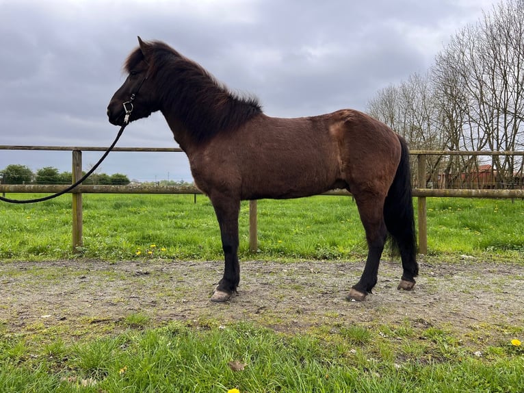 Icelandic Horse Gelding 9 years 14 hh Bay-Dark in Bücken