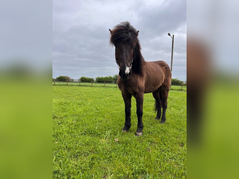 Icelandic Horse Gelding 9 years 14 hh Bay-Dark in Bücken