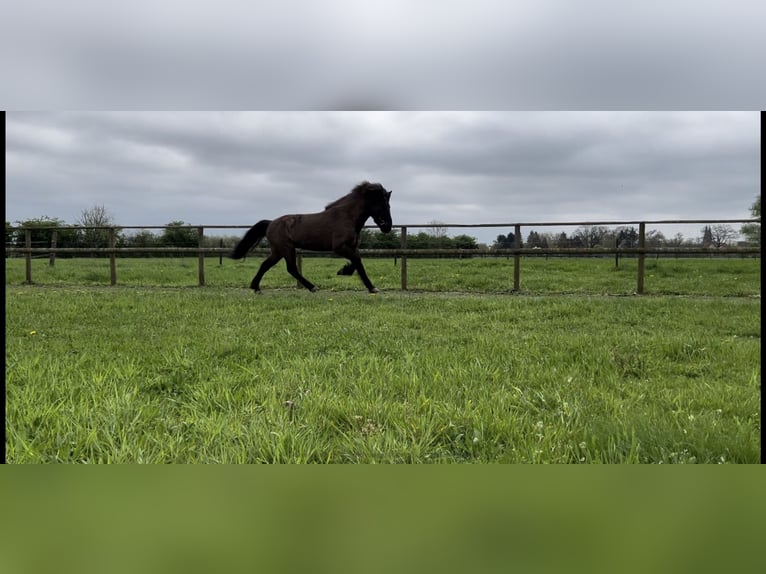 Icelandic Horse Gelding 9 years 14 hh Bay-Dark in Bücken